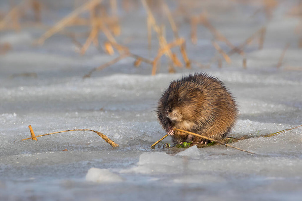 Muskrat on wet snow finding food in early spring - Photo, Image