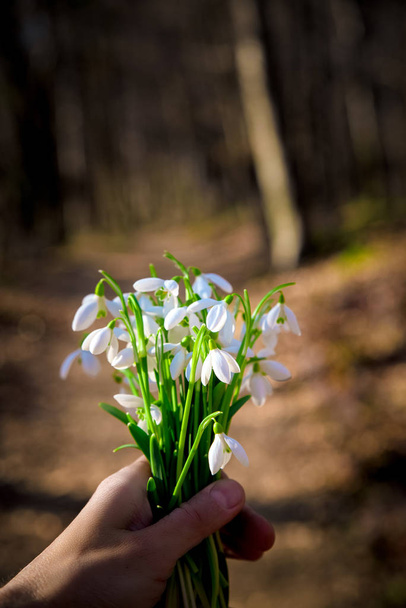 Свіжий букет квітів снігу тримається в жіночій руці
 - Фото, зображення