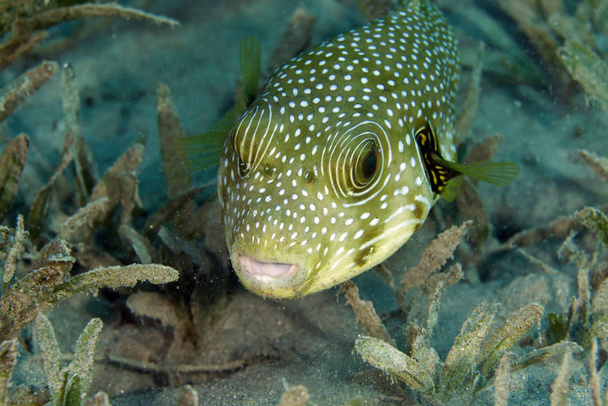 Whitespotted puffer in the Red Sea - Fotoğraf, Görsel