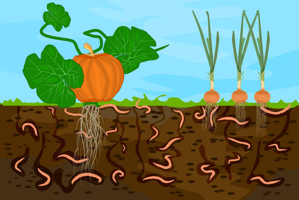 Boden mit Regenwürmern und Gemüse abgeschnitten. Regenwürmer im Gartenboden. Luft und Wasser gelangen durch Regenwürmer in den Boden. Gemüse frisch im Kompostfutter mit Wurm anpflanzen. Vektor - Vektor, Bild