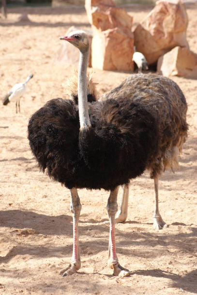 scenic view of beautiful ostriches at nature - Foto, afbeelding