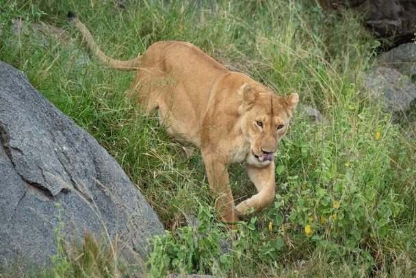 Dişi aslan çimenli yamaçta yürür kayaları geçer. - Fotoğraf, Görsel