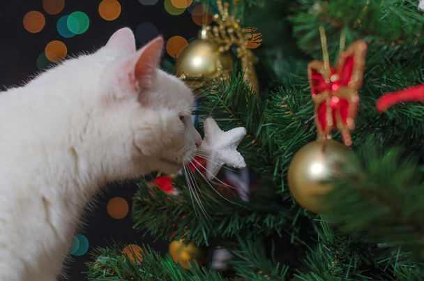 gatto bianco annusa decorazioni natalizie sull'albero
 - Foto, immagini