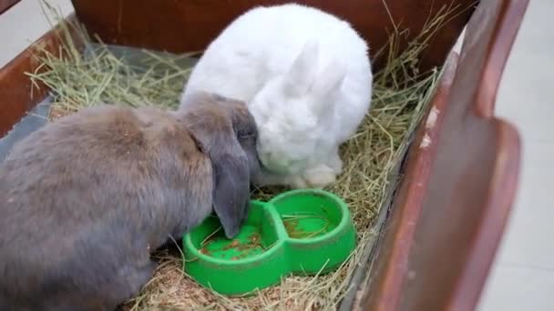 Vieh. zwei große Kaninchen fressen Gras - Filmmaterial, Video