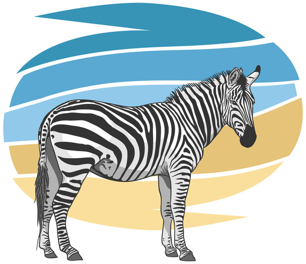 Zebra ilustrace - Vektor, obrázek
