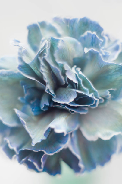 Primer plano de flor de clavel azul
 - Foto, Imagen