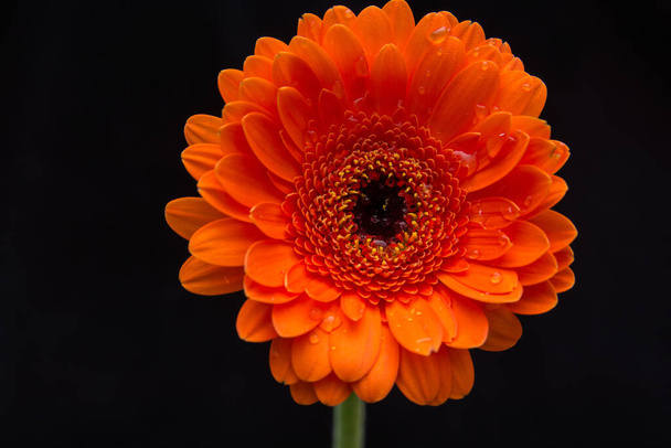  close-up of  gerbera flower on background - Foto, afbeelding