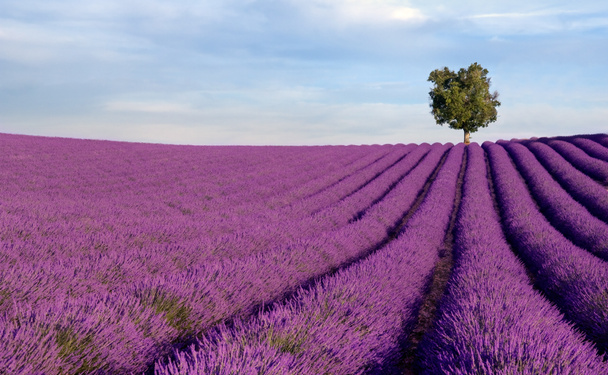 rijke Lavendel veld met een eenzame boom - Foto, afbeelding