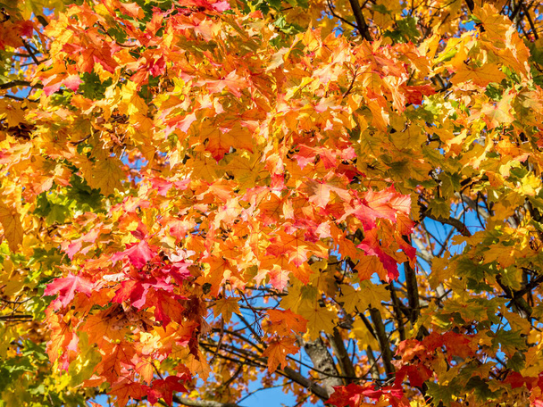 kleurrijke bladeren boom herfst - Foto, afbeelding