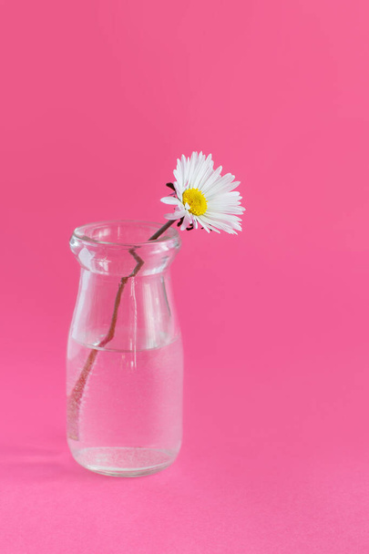 Spring composition with daisy in a glass jar - Foto, afbeelding
