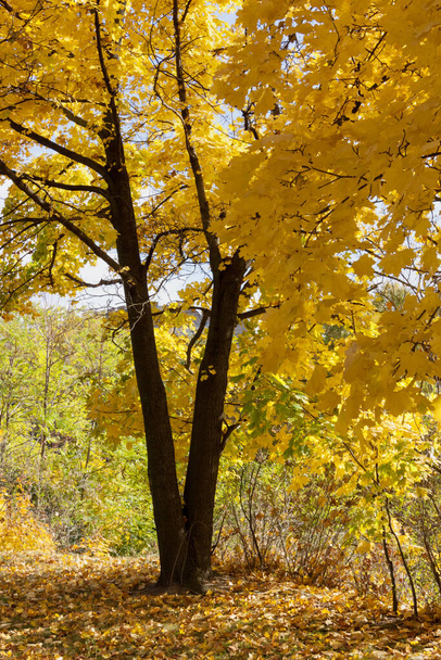 Autumn leaves foliage, flora in fall season  - Фото, изображение