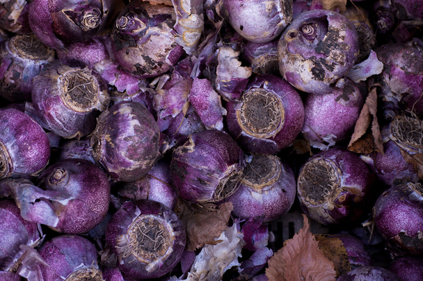 Фиолетовые луковицы
 - Фото, изображение