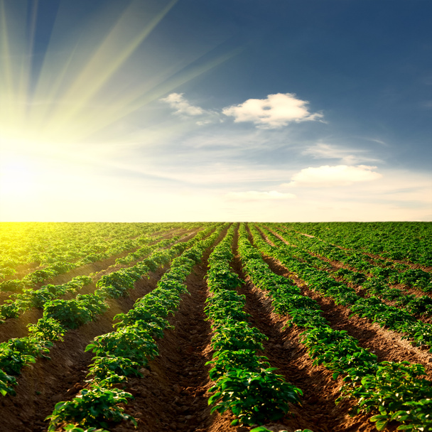Картофельное поле на закате
 - Фото, изображение