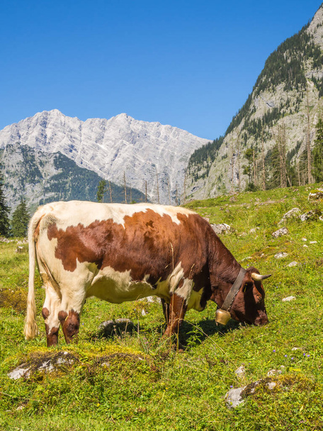Αγελάδα στις Άλπεις σε ορεινό βοσκότοπο - Φωτογραφία, εικόνα