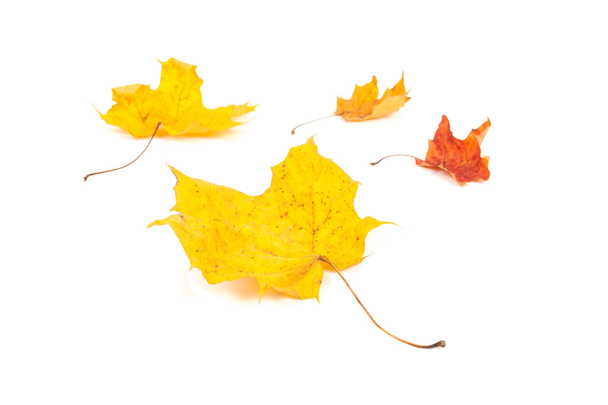 yellow maple leaf on white background - Foto, Bild