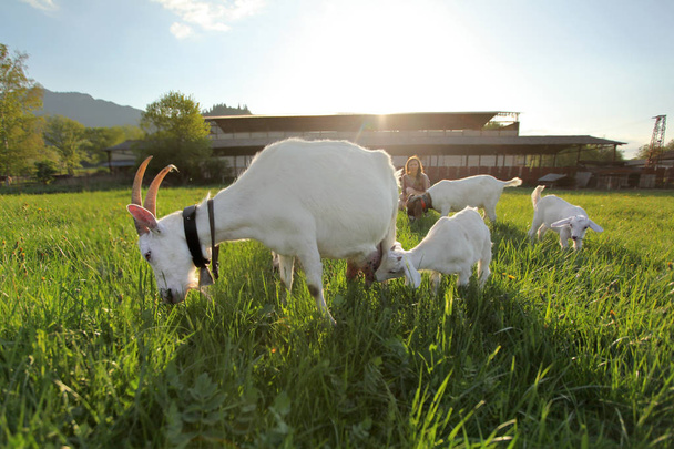 Mother goat and kids grazing on green meadow, wide angle photo w - Foto, Imagen