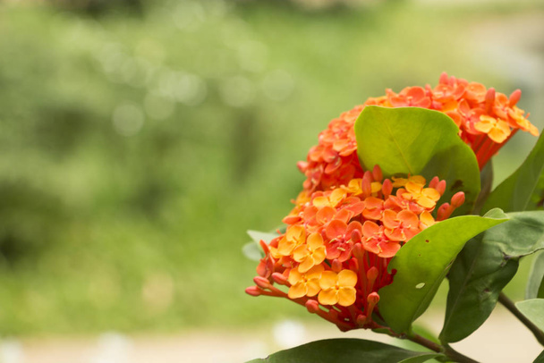 Ixora coccinea is a species of flowering plant family Rubiaceae. Common flowering shrub native to Southern India, Bangladesh, and Sri Lanka. Most popular flowering shrubs in South Florida gardens and landscapes. It is the national flower of Suriname - Photo, Image