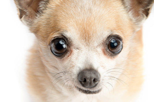 Cute tan chihuahua dog.  Close up isolated on white background. - 写真・画像