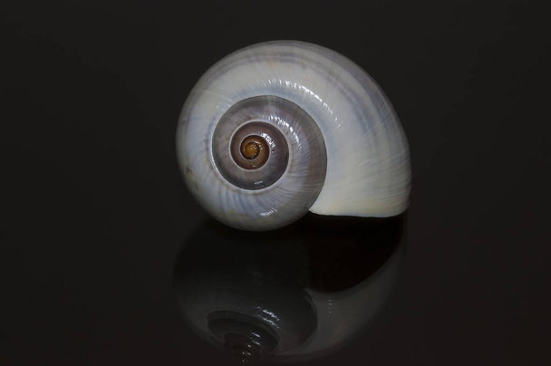 gastropod or snail, mollusk shell - Foto, Imagem