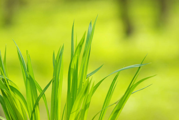 Green grass isolated on green background - Foto, Bild