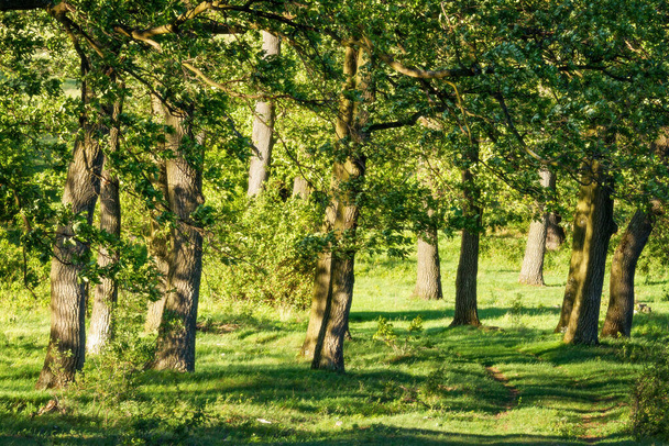 Green forest with oak trees  - Fotografie, Obrázek