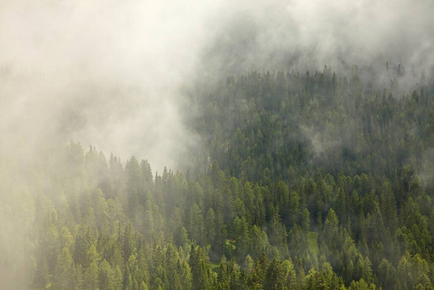 Misty forest in a valley covered with fog - Valokuva, kuva