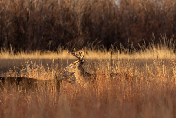 par de rutting whitetail cervos dólares no outono no Colorado
 - Foto, Imagem
