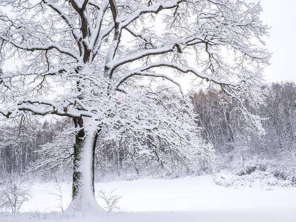 Kışın karlı manzara arkaplanı - Fotoğraf, Görsel
