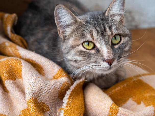 Γκρι ριγέ δρομάκι moggy γάτα στηρίζεται σε μια κουβέρτα σε εξωτερικούς χώρους. - Φωτογραφία, εικόνα