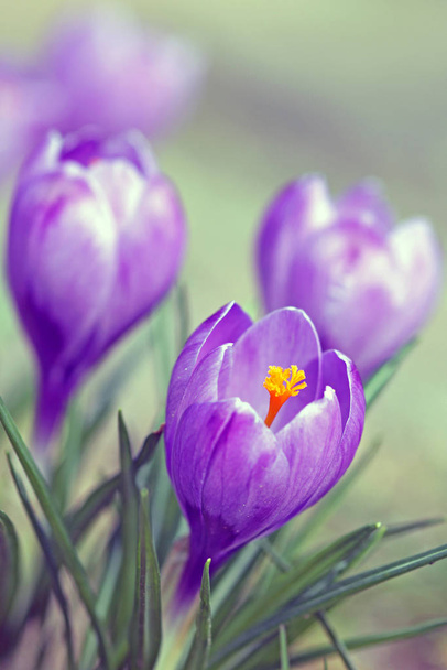 Spring in delicate violet - Photo, Image