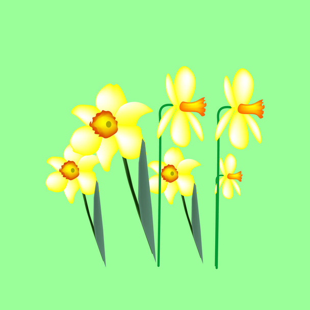 Joukko kevään kukkia narsisseja valkoisella vihreällä taustalla. Eristää. Vektoriesimerkki
. - Vektori, kuva