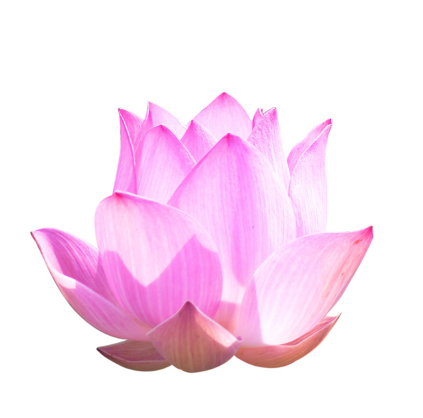Lotus Frower - Φωτογραφία, εικόνα