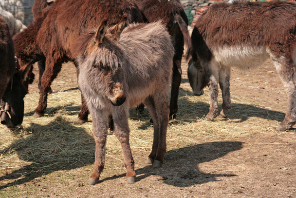 donkey animal, fauna and livestock - Фото, изображение