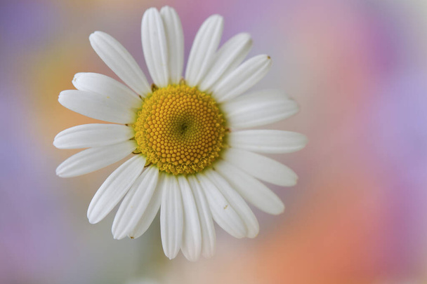 Beautiful daisy from late Spring - Photo, Image