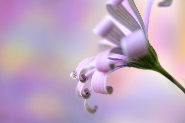 Rózsaszín virágszirmok cseppnyi vízzel - Fotó, kép