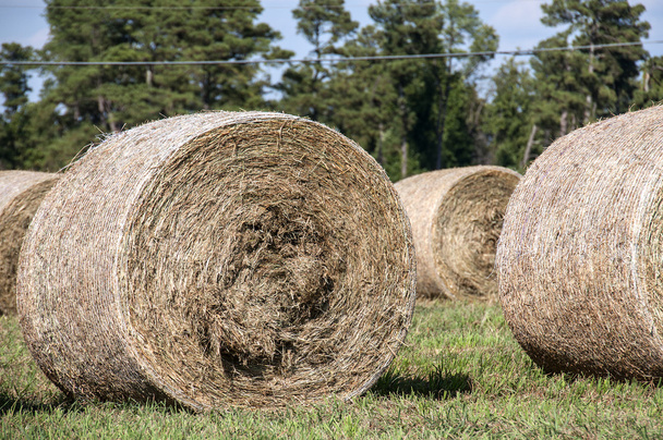 Hay тюків
 - Фото, зображення