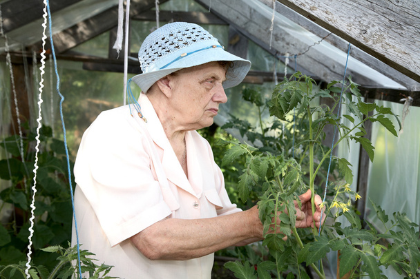 stará žena ve skleníku v křoví - Fotografie, Obrázek