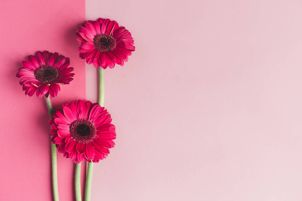 Όμορφα ροζ λουλούδια gerbera σε παστέλ ροζ φόντο. Ευχετήρια κάρτα για την ημέρα του Αγίου Βαλεντίνου ή της μητέρας. - Φωτογραφία, εικόνα