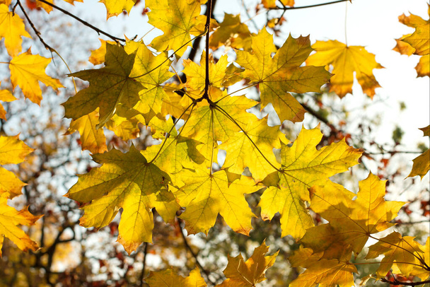 Autumn leaves foliage, flora in fall season  - Foto, Bild
