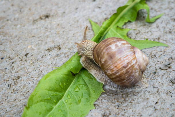 Vineyard snail in the nature - Photo, Image