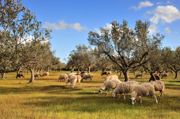 Вівці в оливковому полі
 - Фото, зображення