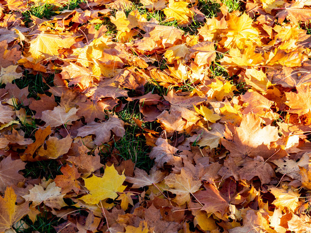 Bunte Herbstblätter auf dem Waldboden - Foto, Bild