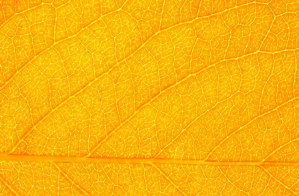 structure of leaf natural background - 写真・画像