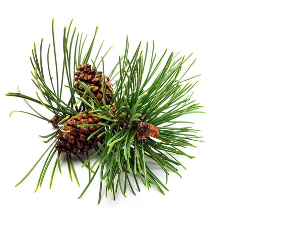 Pine isolated with pine cones - Photo, Image