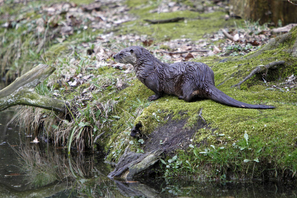 otter, aquatic animal, nature fauna - Φωτογραφία, εικόνα