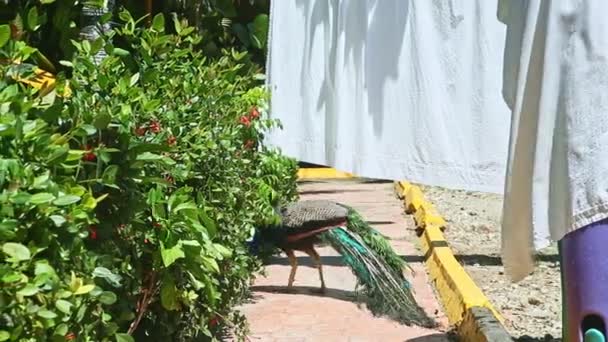 krásný velký samec páva skrývá ve velkých zelených keřích - Záběry, video