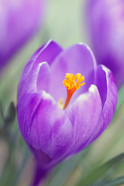 springtime, crocus flowers bloom - Photo, Image