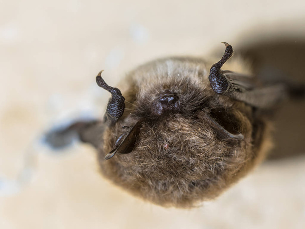 Hibernating whiskered bat - Photo, Image
