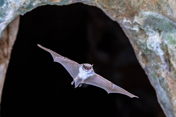 Long-fingered bat flying from cave - Photo, Image