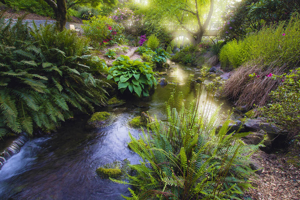 Stream Flowing Under the Wooden Bridge Arches with Ferns Hostas and Bog Plants at Crystal Springs Rhododendron Garden - Foto, immagini